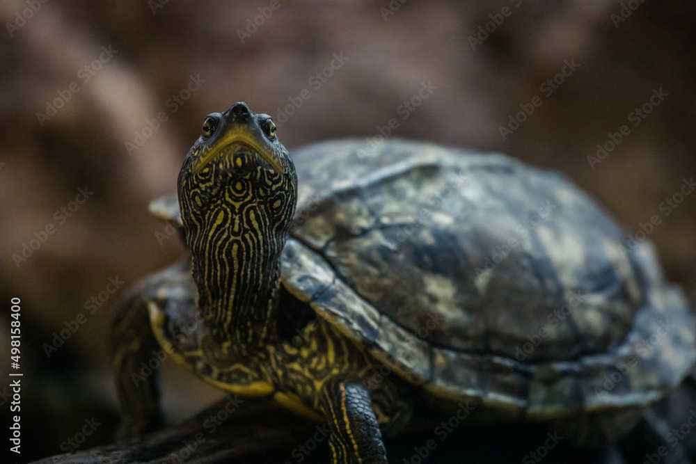 Schmuckschildkröte sieht nach oben Schmuckschildkröte sieht nach oben
