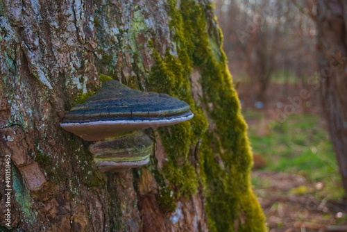 a mushroom on a tree, a close-up of a chaga mushroom