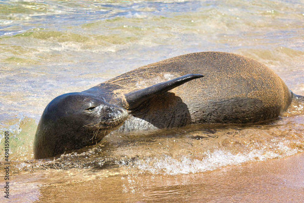 Fototapeta premium Side view of a monk seal on a maui beach with head raised anf flipper extended.