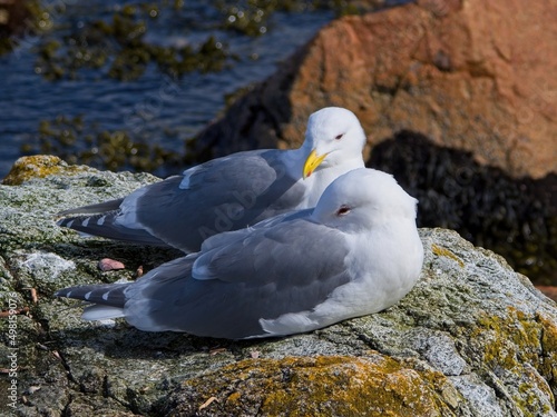 Two seagulls taking a nap on the rock  near shoreline of Sidney BC © pr2is