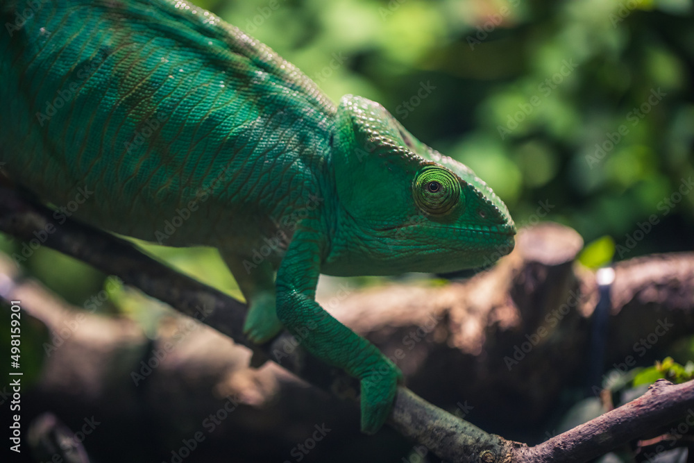 Obraz premium Chamäleon auf Ast