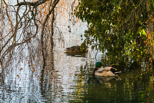 Weibliche und männliche Stockente im Wasser unter Bäumen photo