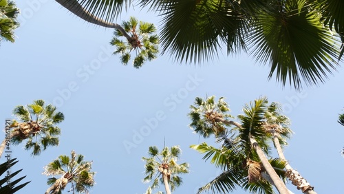 Many palm trees on street in waterfront beachfront city near Los Angeles and Santa Monica, California summertime vibes, USA. Waterside summer vacations, palmtrees by ocean beach or coast, blue sky. photo