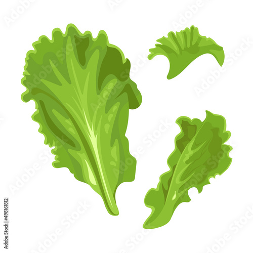 Leaf of lettuce isolated on white