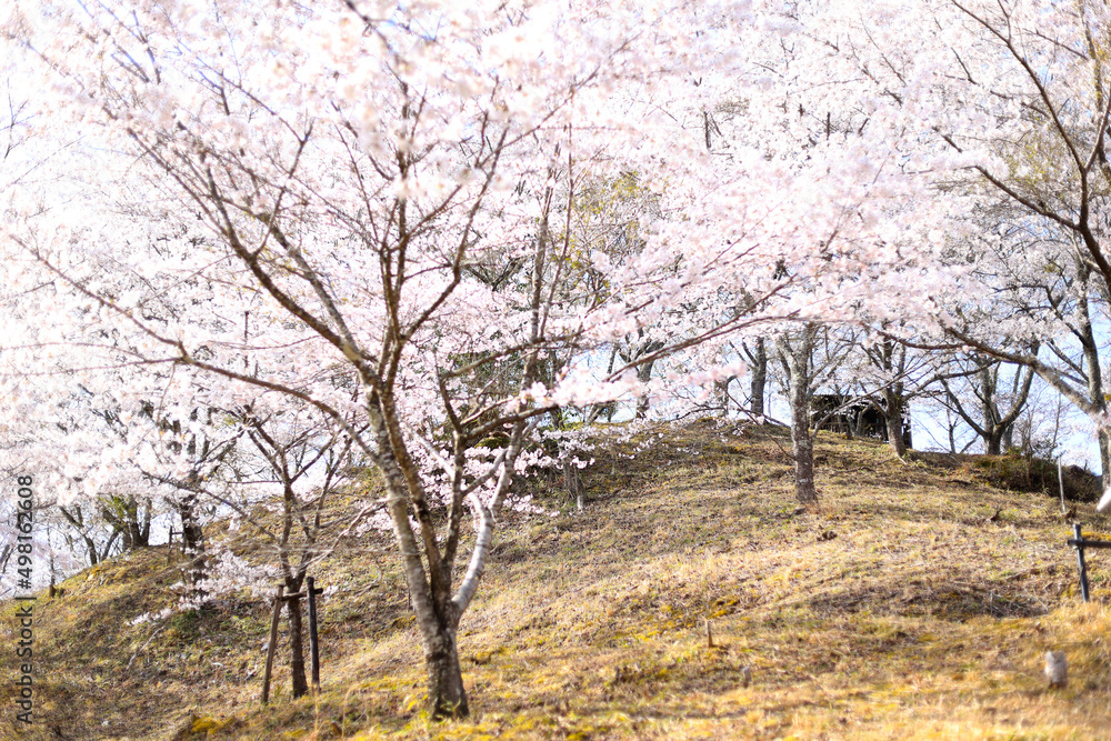苗木さくら公園の満開の桜