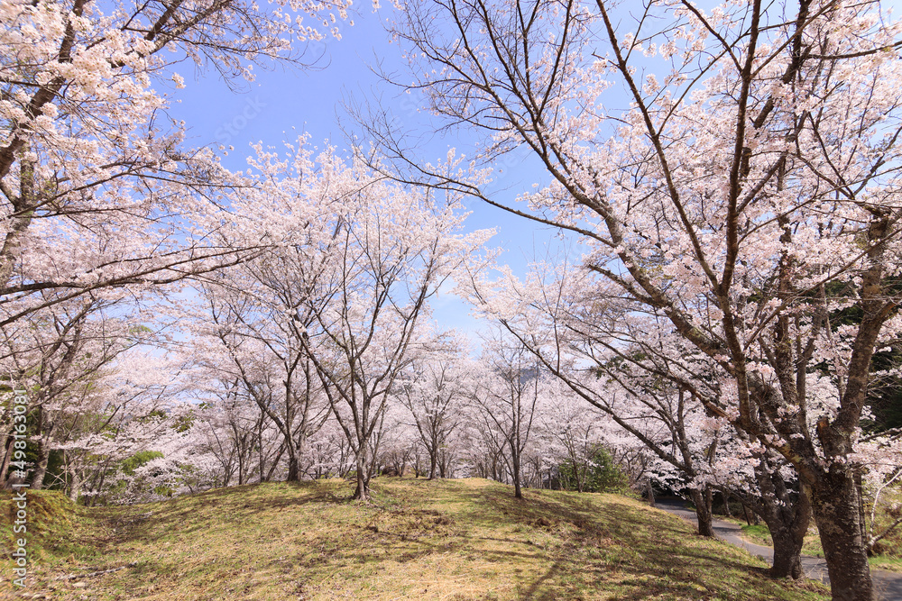 苗木さくら公園の満開の桜