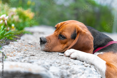 Portrait of a sad beagle dog lying on ground in front of a flower bed and indifferently watching something. Puppy got tired during the walk and lay down to rest, close up