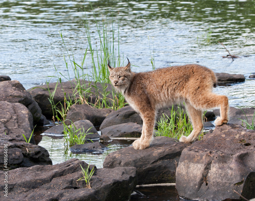 Canadian lynx standing on river rocks