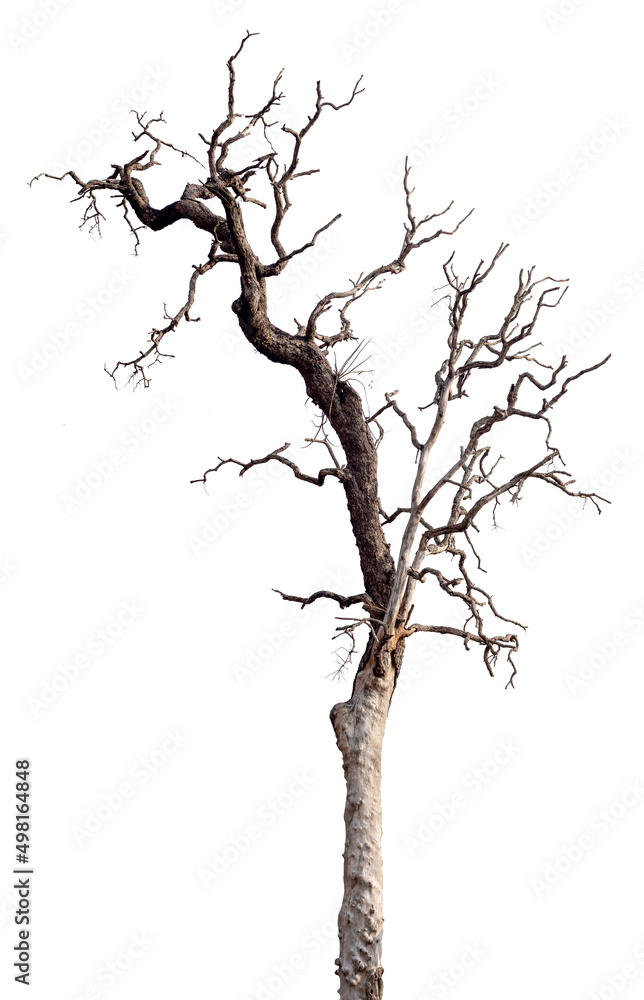 Fototapeta premium Dead tree with dry branch isolated on white background.