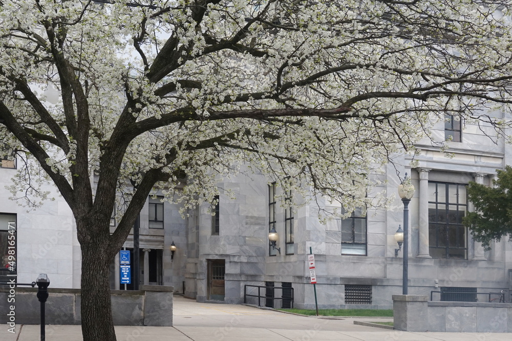 Cherry Blossoms on Tree in front of Marble Building Cherry Blossoms on Tree in front of Marble Building