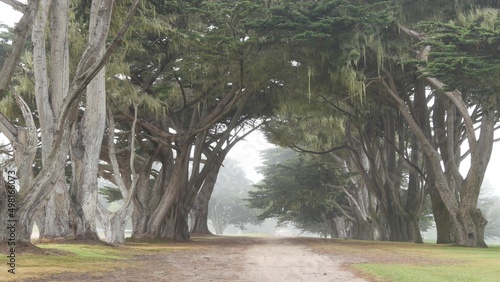 Coniferous cypress pines in fog, misty mysterious forest, woodland or grove. Row of trees in foggy rainy weather, calm haze in Monterey, California USA. Lace lichen moss hanging. Tunnel corridor path. photo
