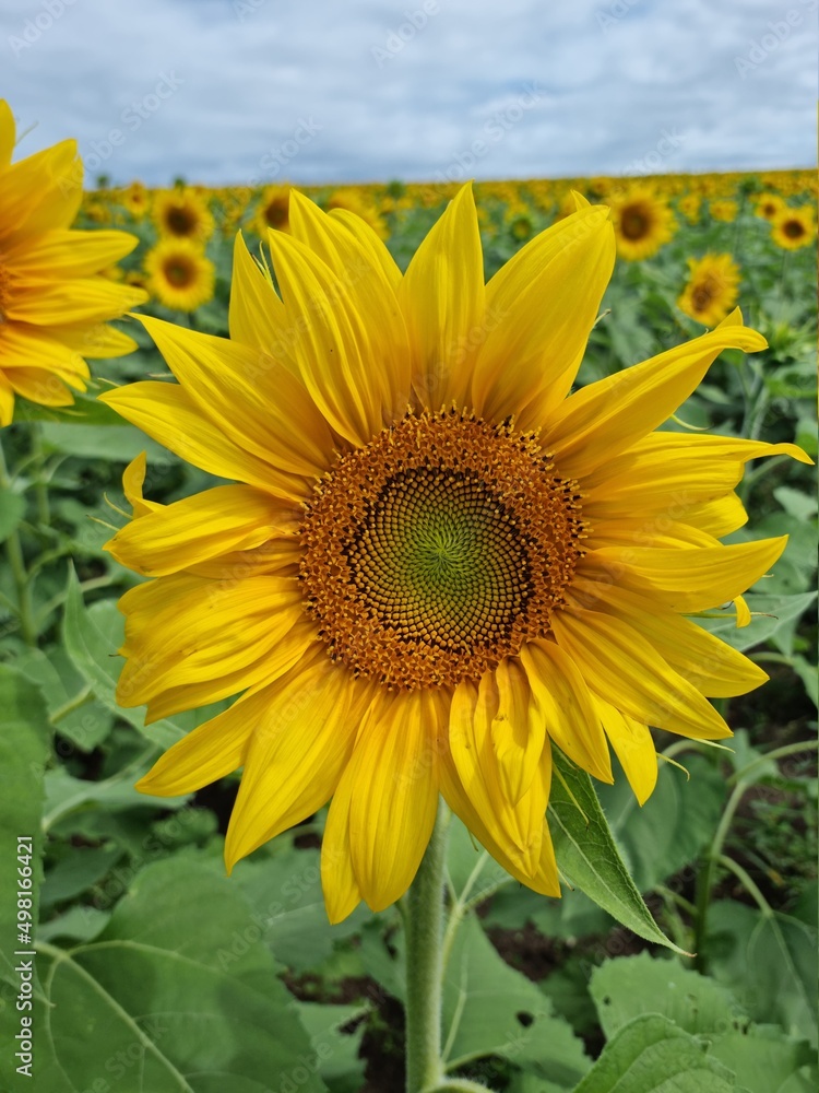 Fototapeta premium Sunflower field close up