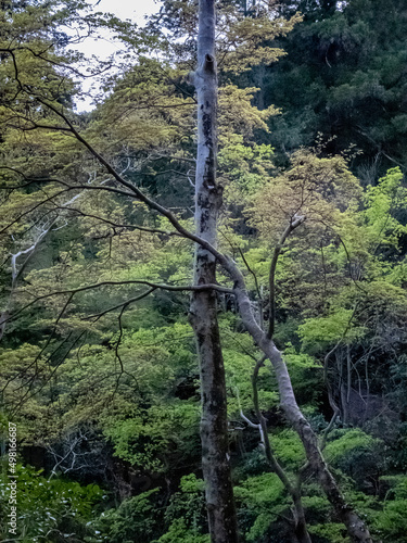 春の京都山科 昆沙門堂を散策