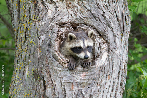 Raccoon peeking out of hole in tree