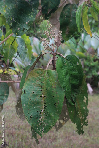 Wild tropical Melastomataceae Miconia argentea photo