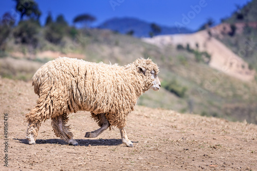 sheep herd on top of the mountain at Doichang Chiangrai Thailand photo