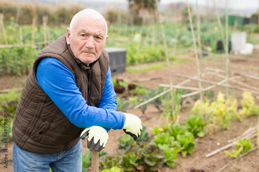 Fototapeta premium Farmer spreads hoe garden beds. High quality photo