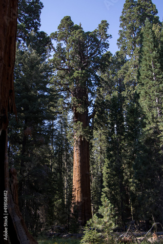 Fototapeta Naklejka Na Ścianę i Meble -  Enjoying Sequoia