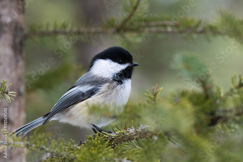 Black-capped Chickadee cute songbird perched on a tree branch close up wildlife portrait