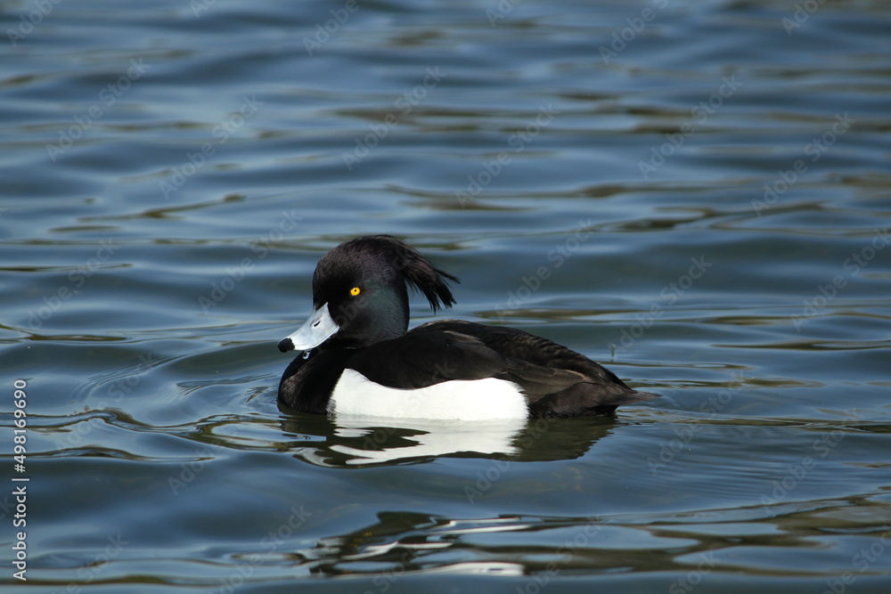 Male Tufted Duck side view swimming in water Male Tufted Duck side view swimming in water