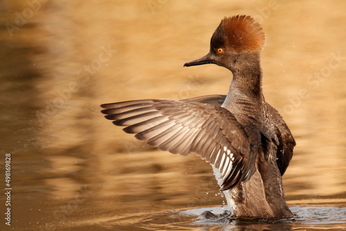 Side view of a female Hooded Merganser (Lophodytes cucullatus) flapping wings in water photo