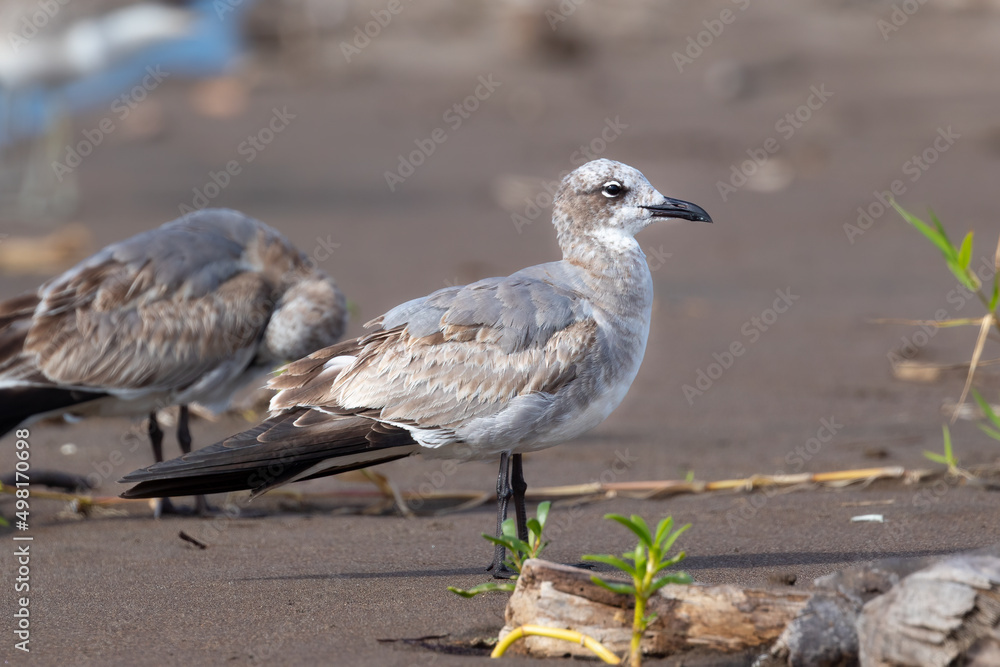 Fototapeta premium Laughing gull