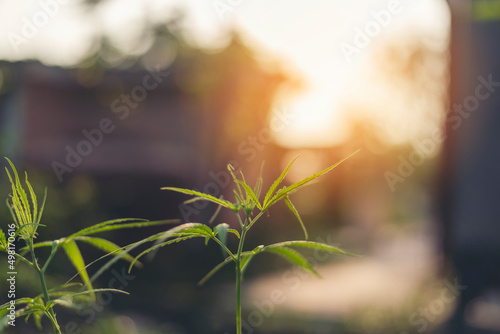 Green Marijuana tree cannabis plant narcotic herbal in greenhouse. Hemp leaf made cannabis crude oil medicine farm on sun light. CBC, THC herb agriculture Weed leaf Drug, medicine healthcare concept