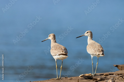 Canvas-taulu Willet