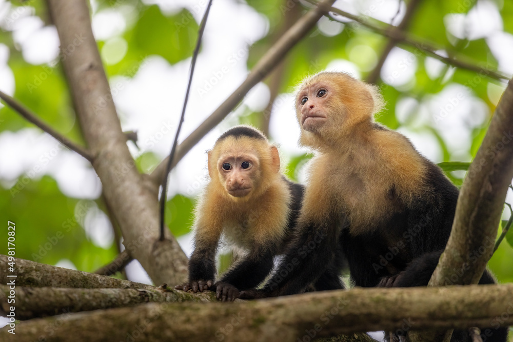 White-faced monkey White-faced monkey