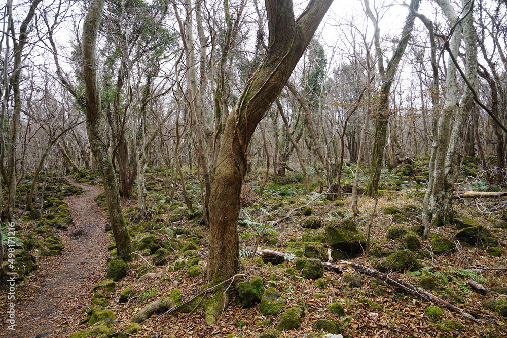 Fototapeta premium lonely pathway through mossy rocks and bare trees