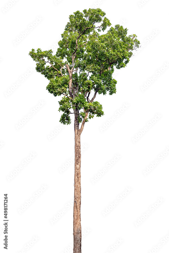 Tree with green leaves isolated on white background Tree with green leaves isolated on white background