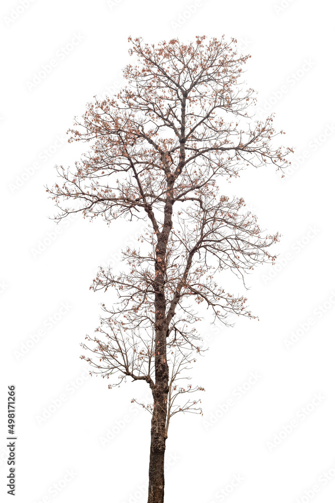 flower tree isolated on white background flower tree isolated on white background