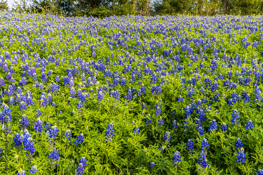 Blue Bonnet Filled Meadow, Washington County, Texas USA