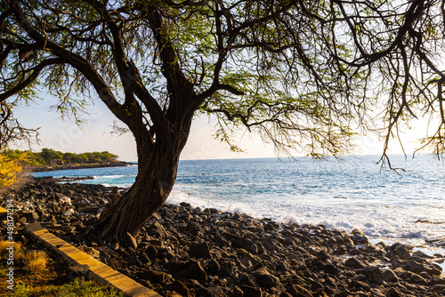 Kiawe Tree Forest on The Volcanic Coastline Of Mahukona Beach,  Mahukona Beach State Park, Hawaii Island, Hawaii, USA photo