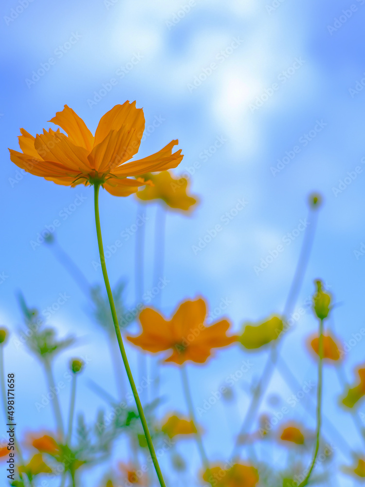 flowers orange  on blurry background