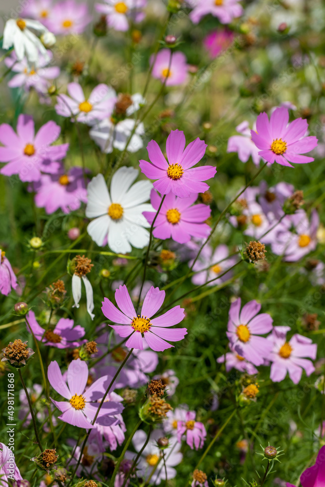 Delicate airy flowers of Cosmos (lat. Cosmos) on thin tall stems, abundant flowering on a sunny summer day Delicate airy flowers of Cosmos (lat. Cosmos) on thin tall stems, abundant flowering on a sunny summer day
