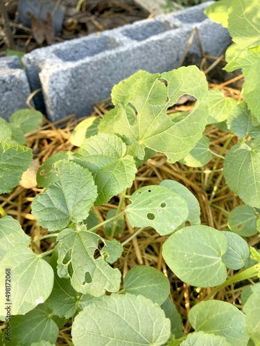 green abelmochus esculentus plant in nature garden photo