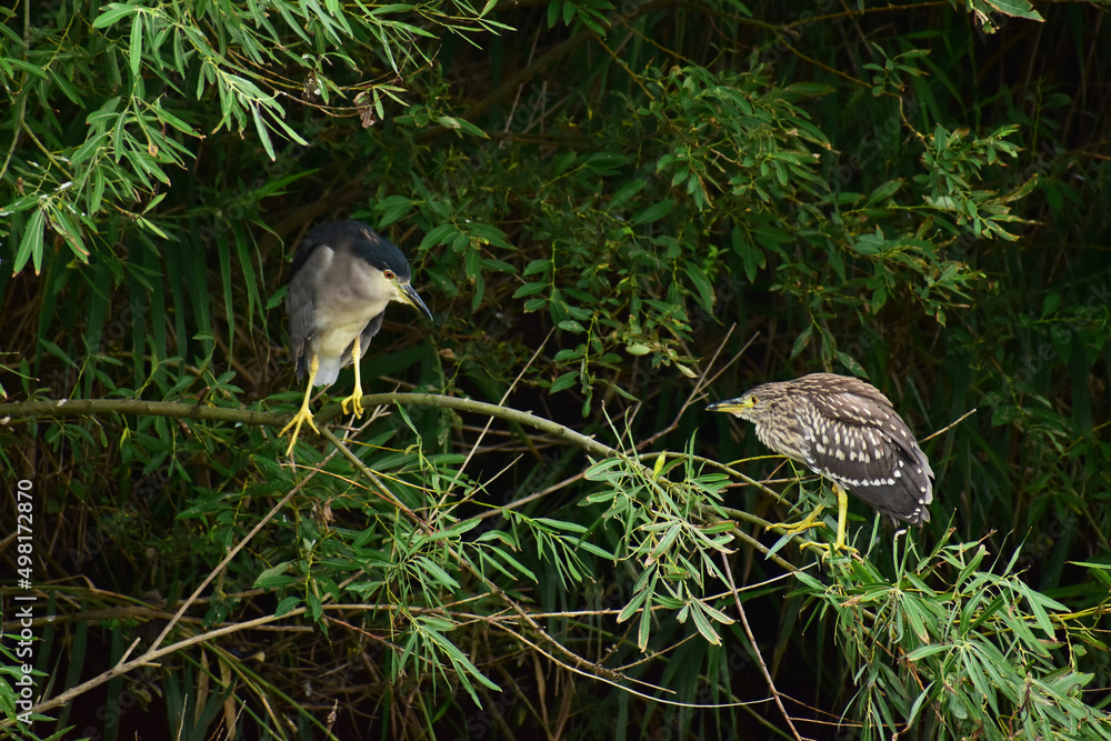 ゴイサギの成鳥と幼鳥