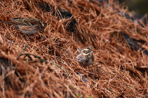 Wallpaper Mural 松の落ち葉の上のカシラダカ Torontodigital.ca