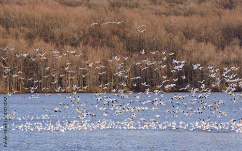 Snow Geese migration in March © yong