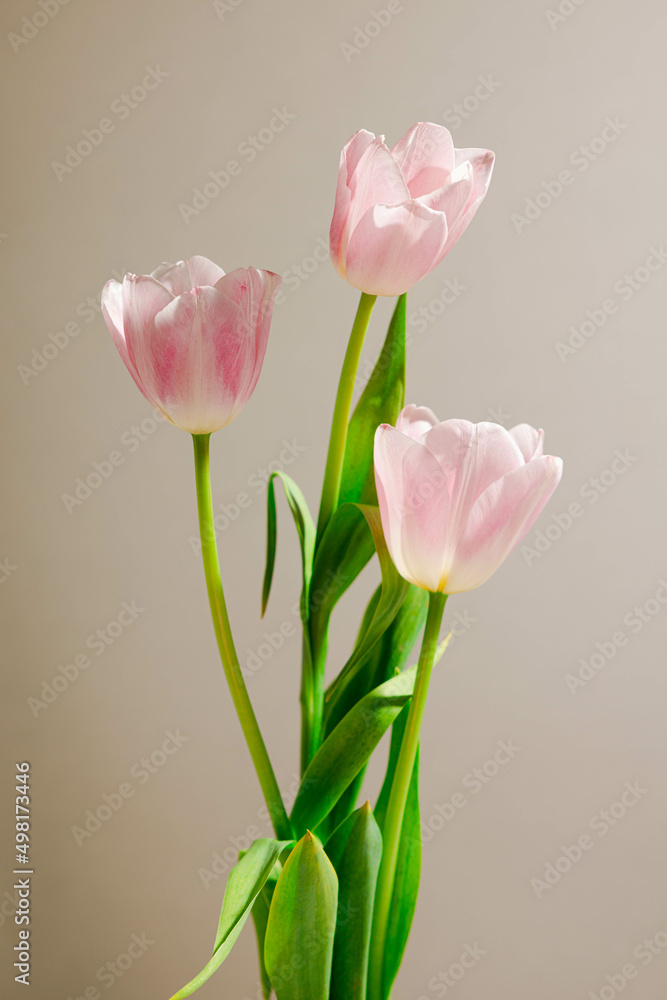 Fototapeta premium 튤립
