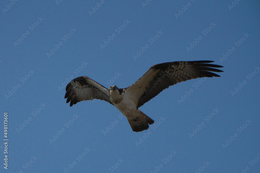 Obraz premium 飛んでいるミサゴ