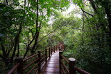 fine boardwalk to thick wild forest