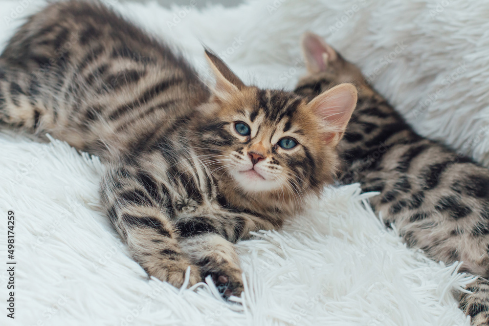 Cute dark grey charcoal long-haired bengal kitten laying on a furry blanket.