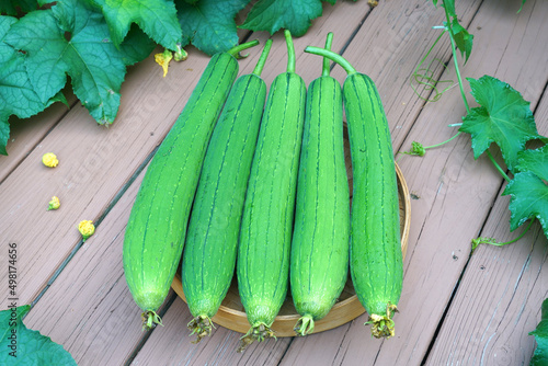 fresh picked luffa and leaves in the garden photo
