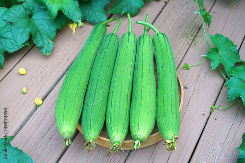 Obraz na płótnie fresh picked luffa and leaves in the garden