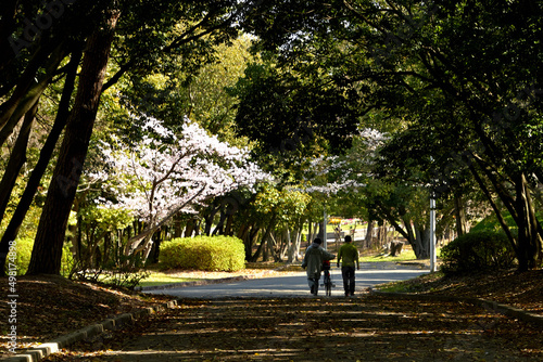 散歩道の横に桜が咲いている公園の風景