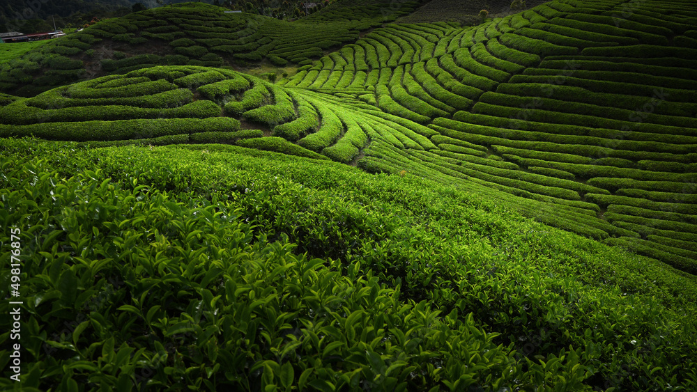 Tea Field Plantation
