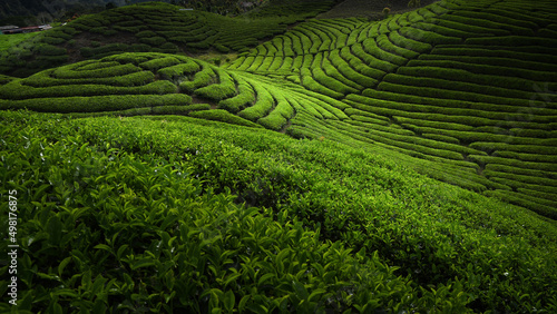 Tea Field Plantation 