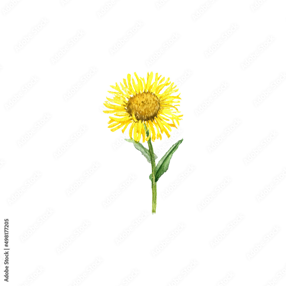 Fototapeta premium watercolor drawing flower of willowleaf yellowhead , Irish fleabane, Inula salicina isolated at white background , hand drawn botanical illustration